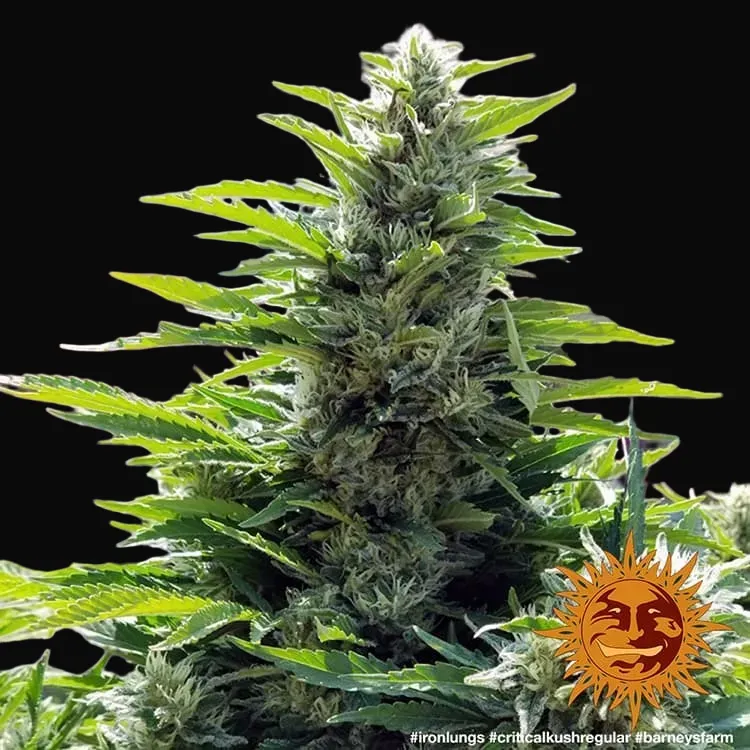 Critical Kush - Regular