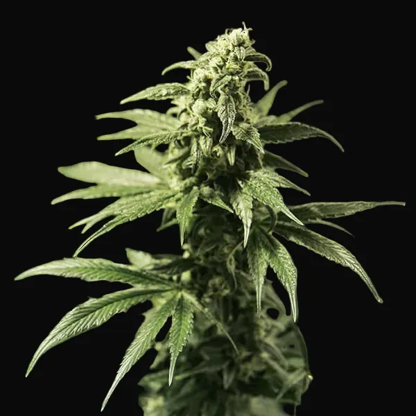 Critical Kush