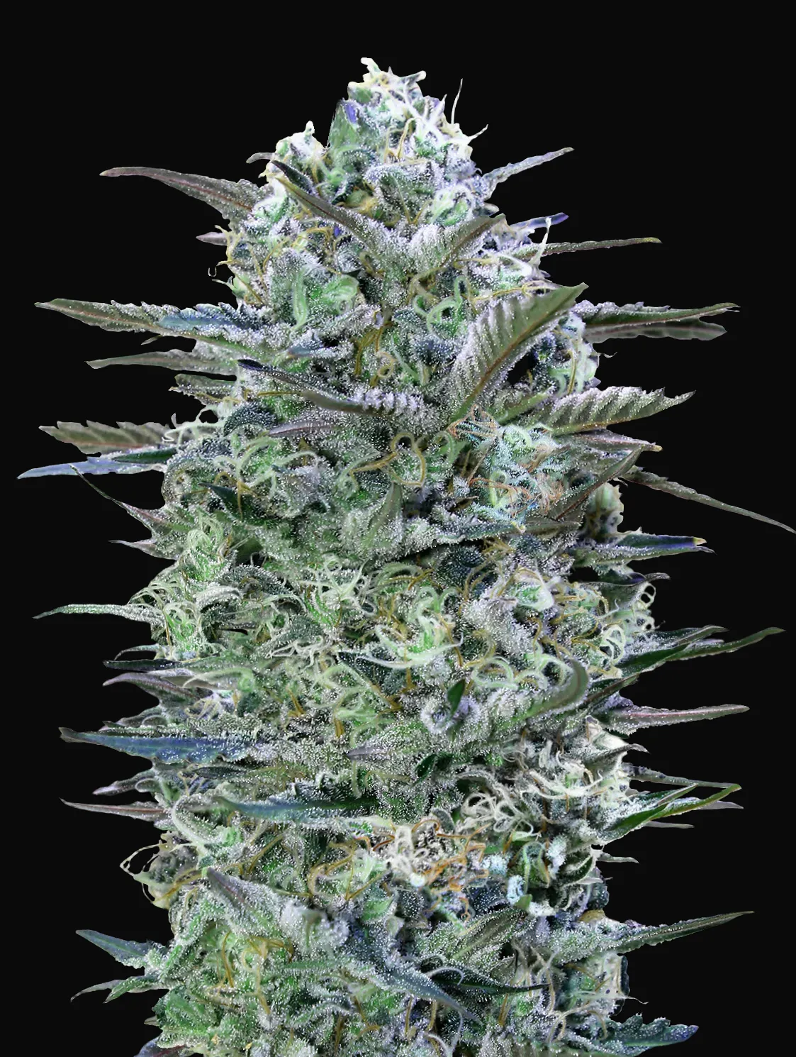 Critical Lemon