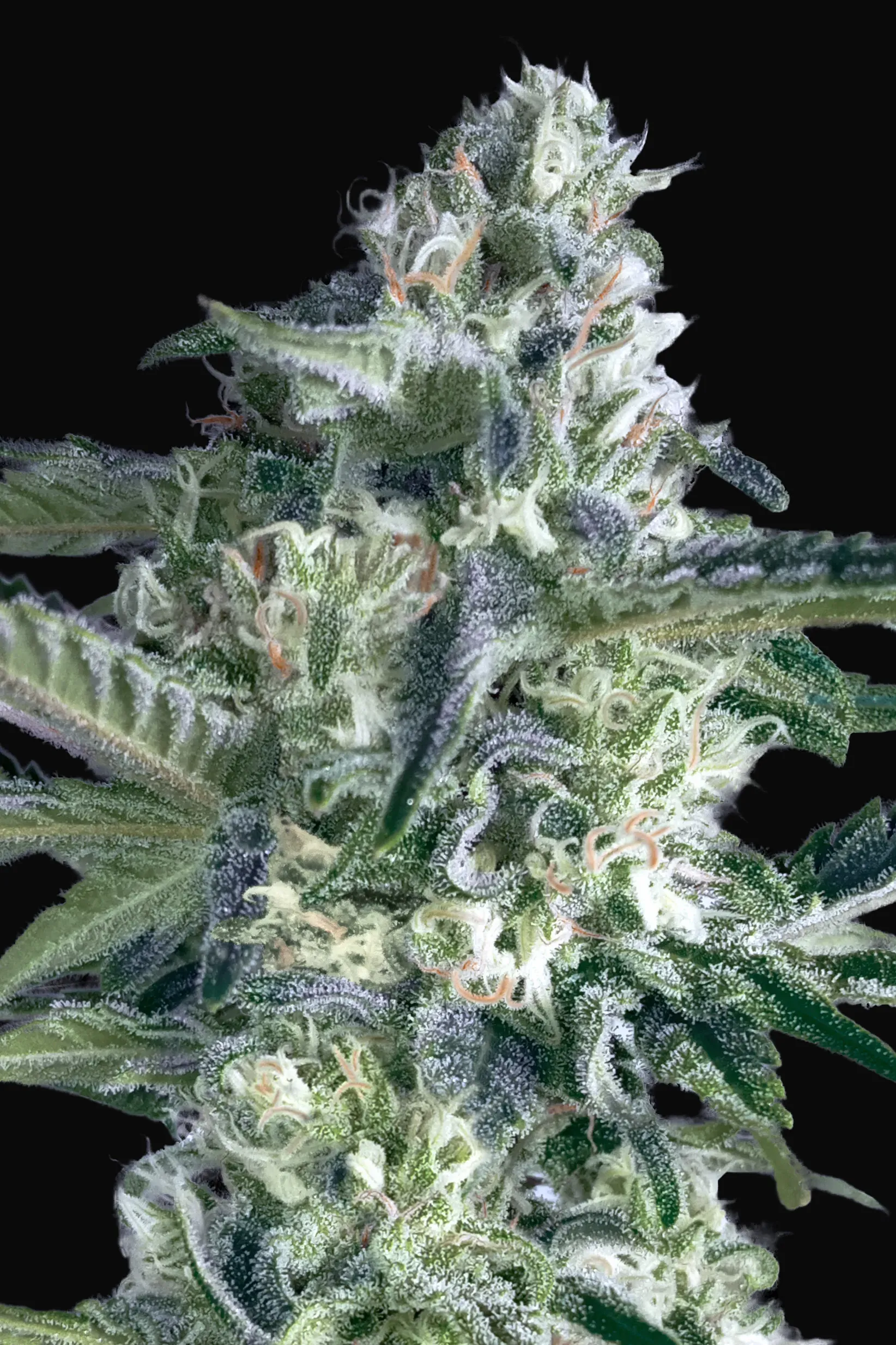 Critical Lemon Fast