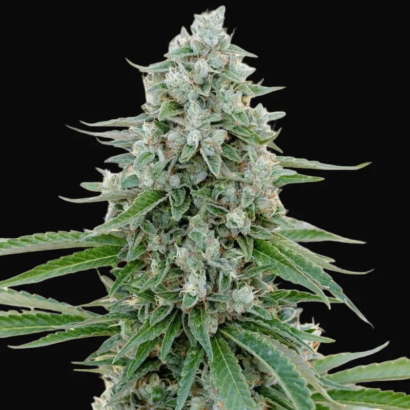 Critical Mango