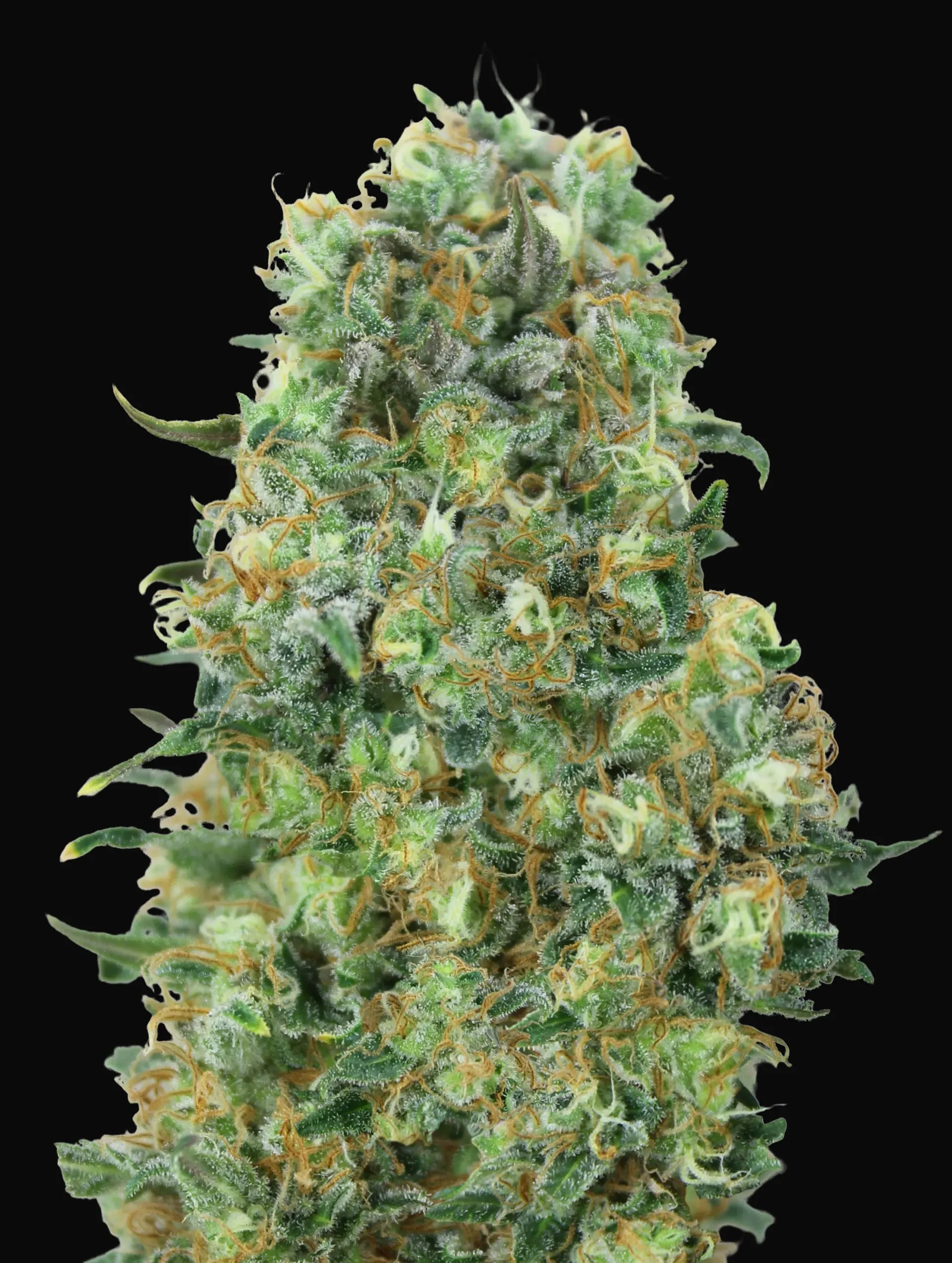 Critical Mass
