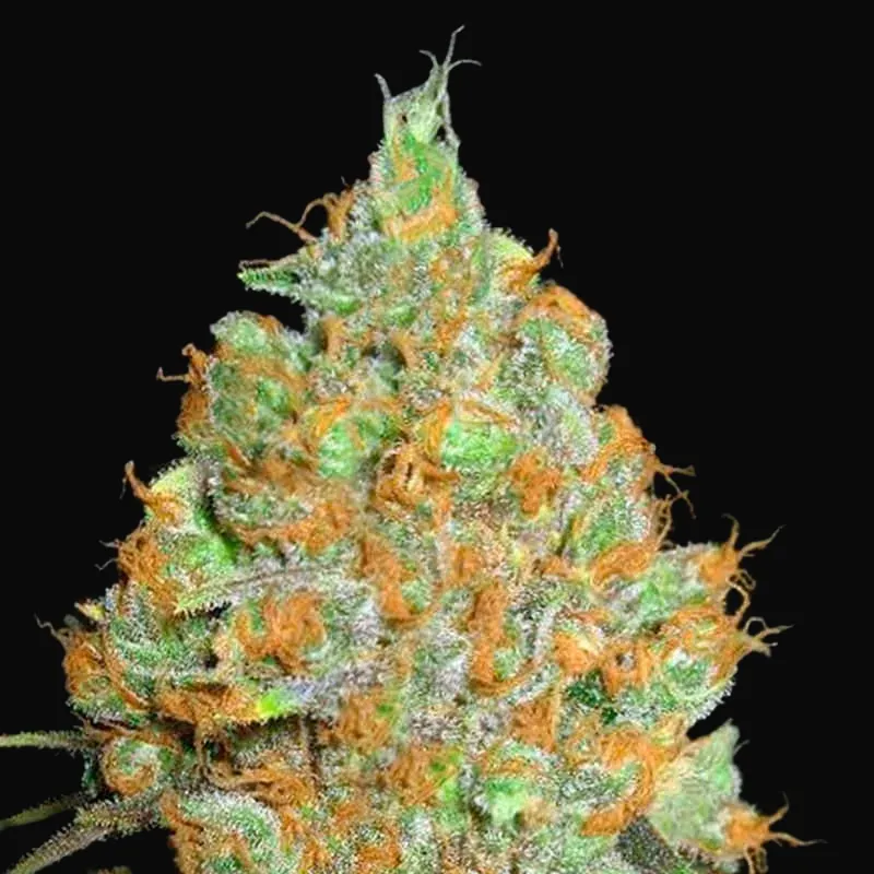 Critical Mass