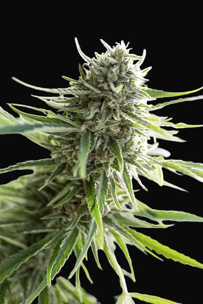 Critical Mass CBD