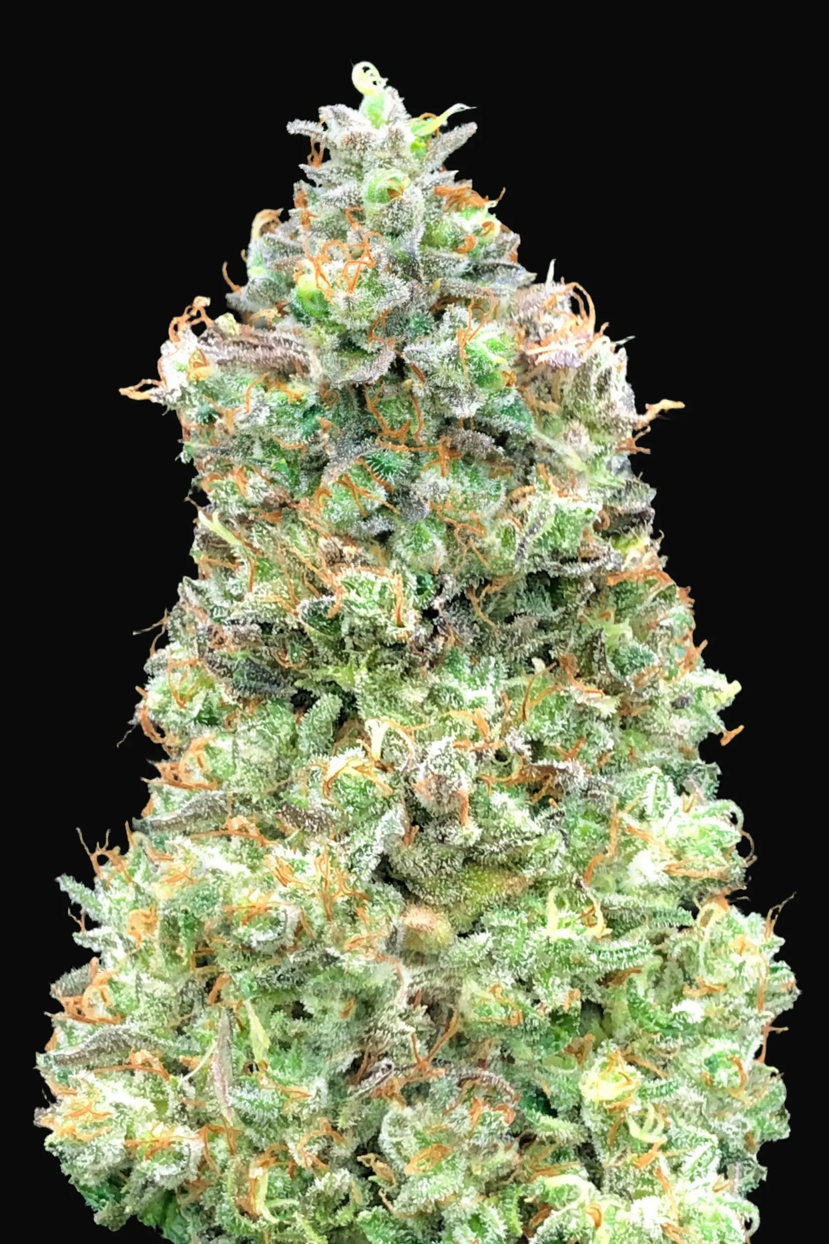 Critical Mass Fast