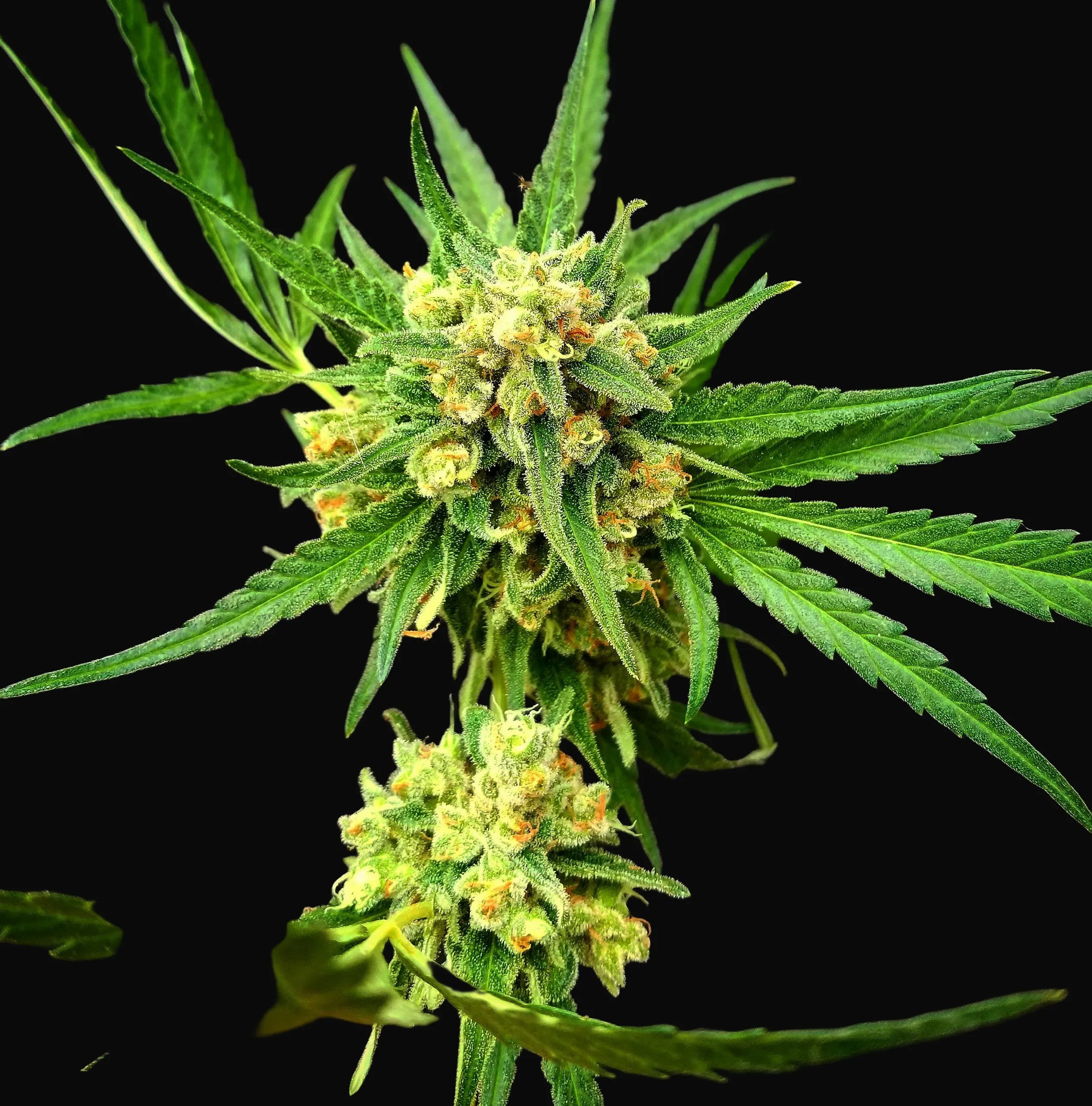 Critical Mass