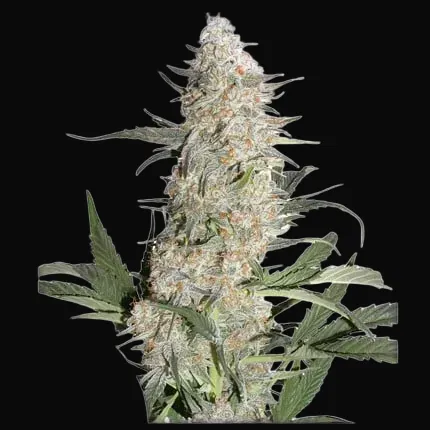 Critical Orange Punch