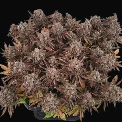 Critical Orange Punch