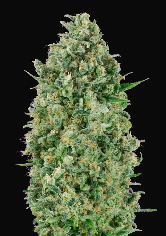 Critical Poison