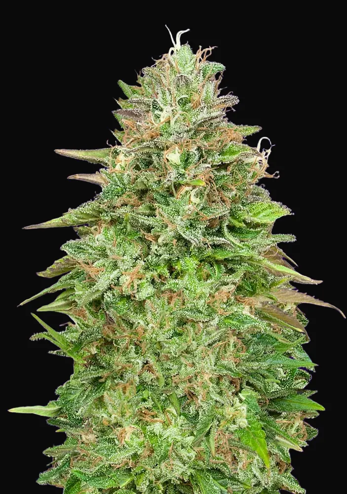 Critical Poison Fast Version