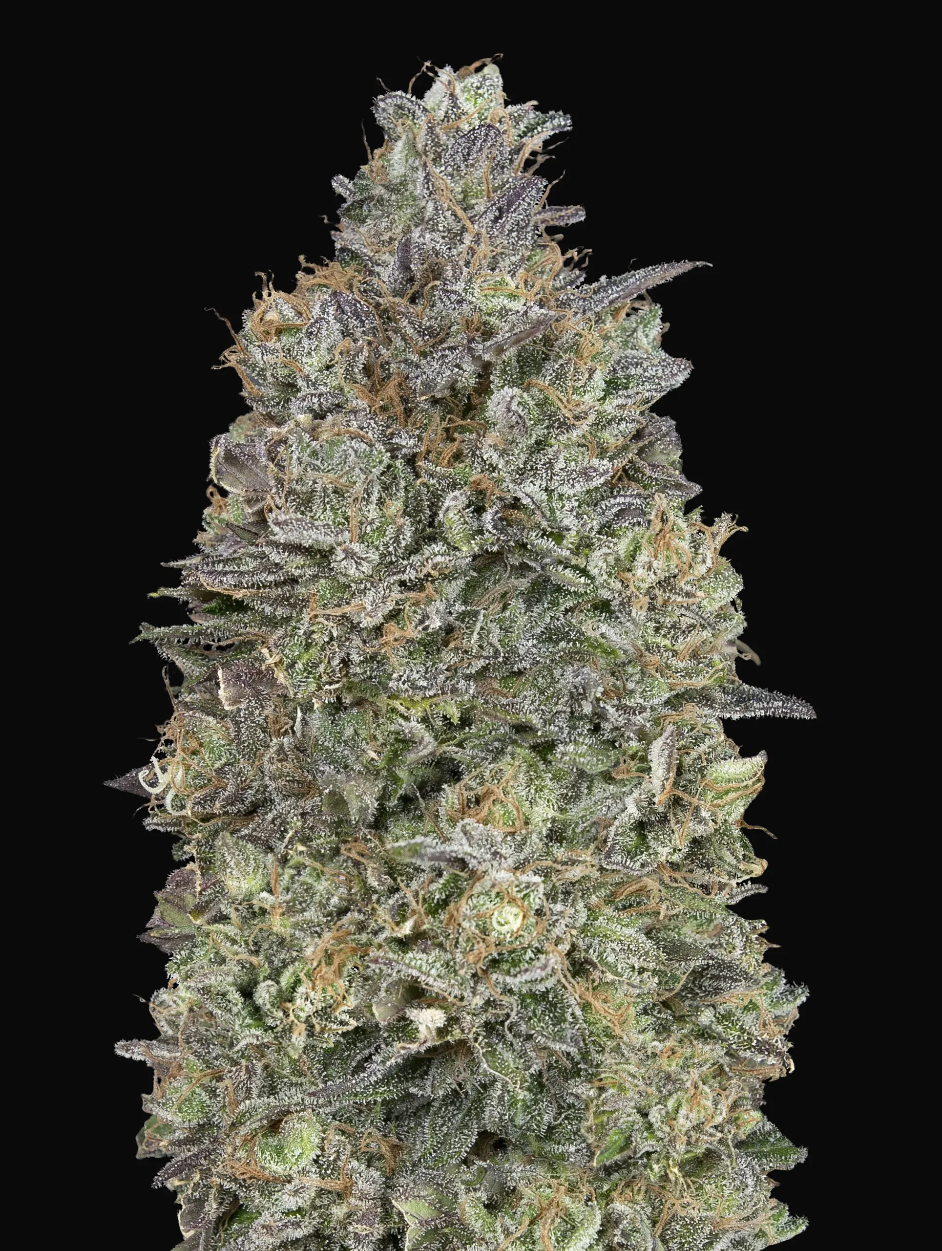 Critical Purple Kush