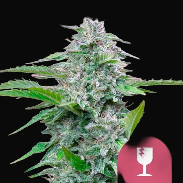 Critical