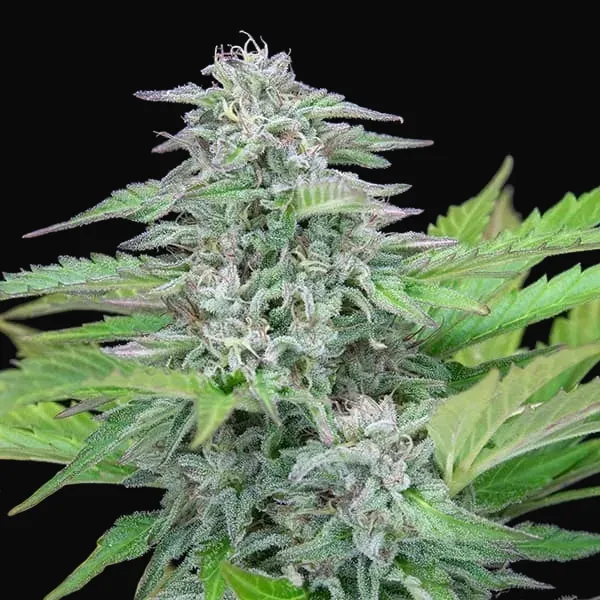 Critical