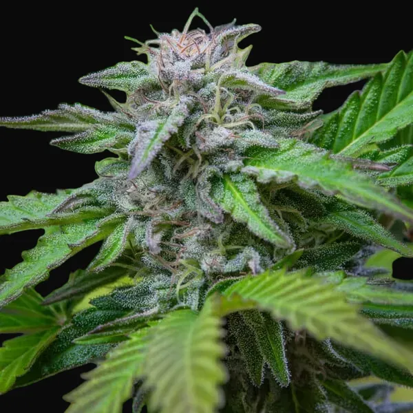 Critical