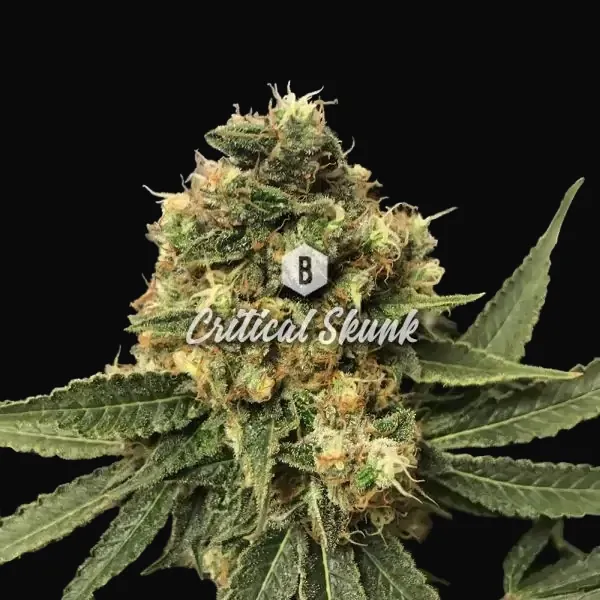 Critical Skunk