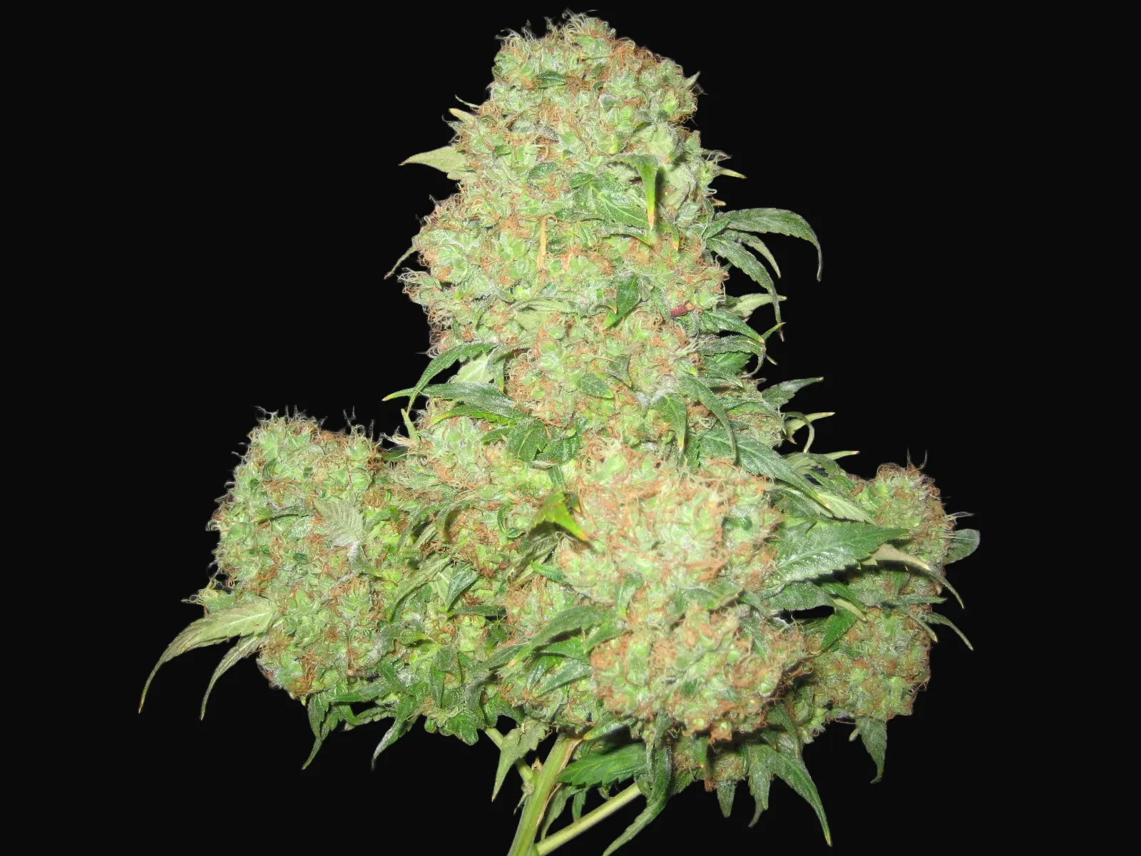 Critical Skunk