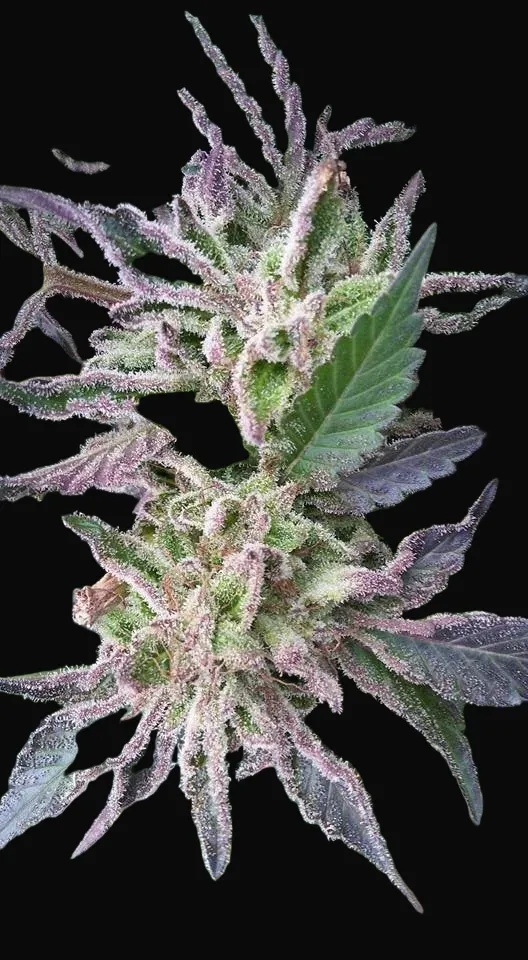 Critikush