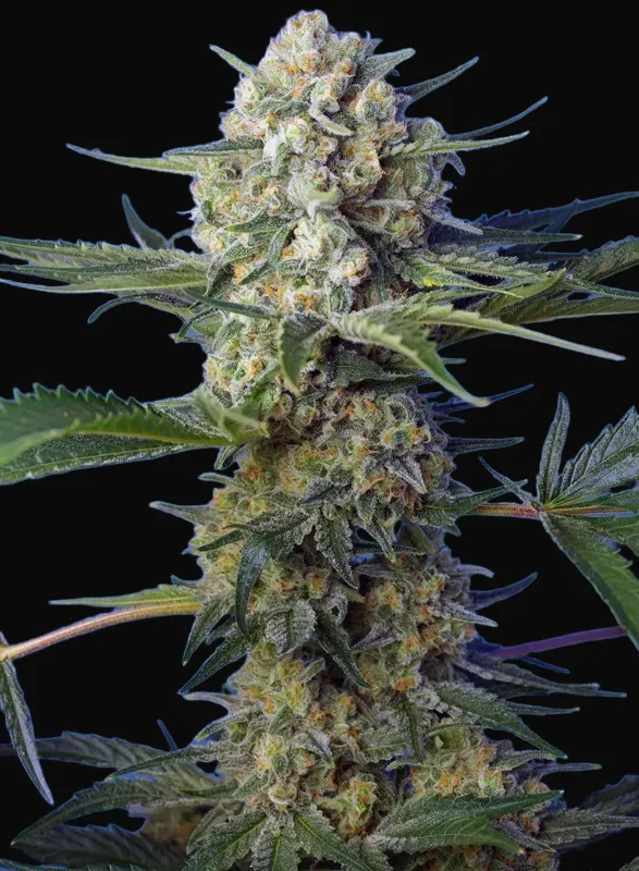 Crystal Candy F1 Fast Version