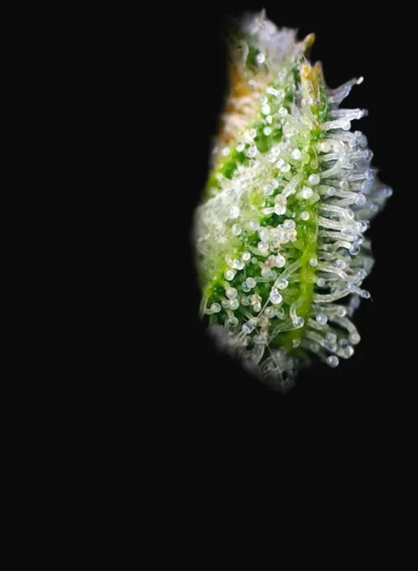 Crystal Candy F1 Fast Version