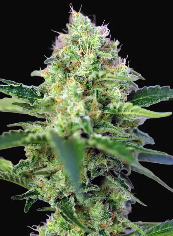 Crystal Candy
