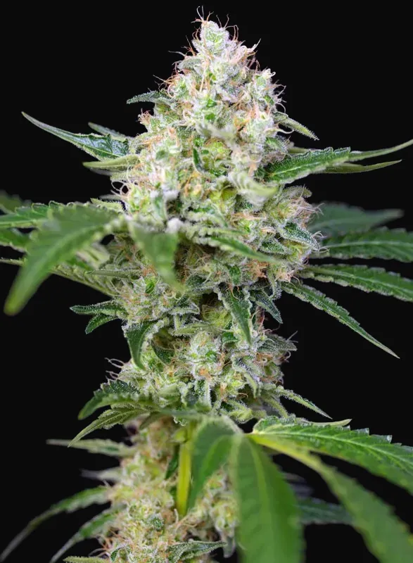Crystal Candy