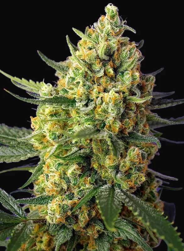 Crystal Candy XL Auto