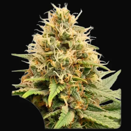 Crystal White Kush