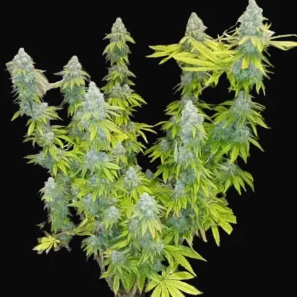 Crystal White Kush