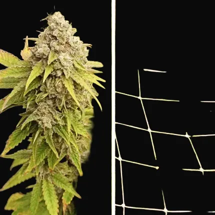 Crystal White Kush