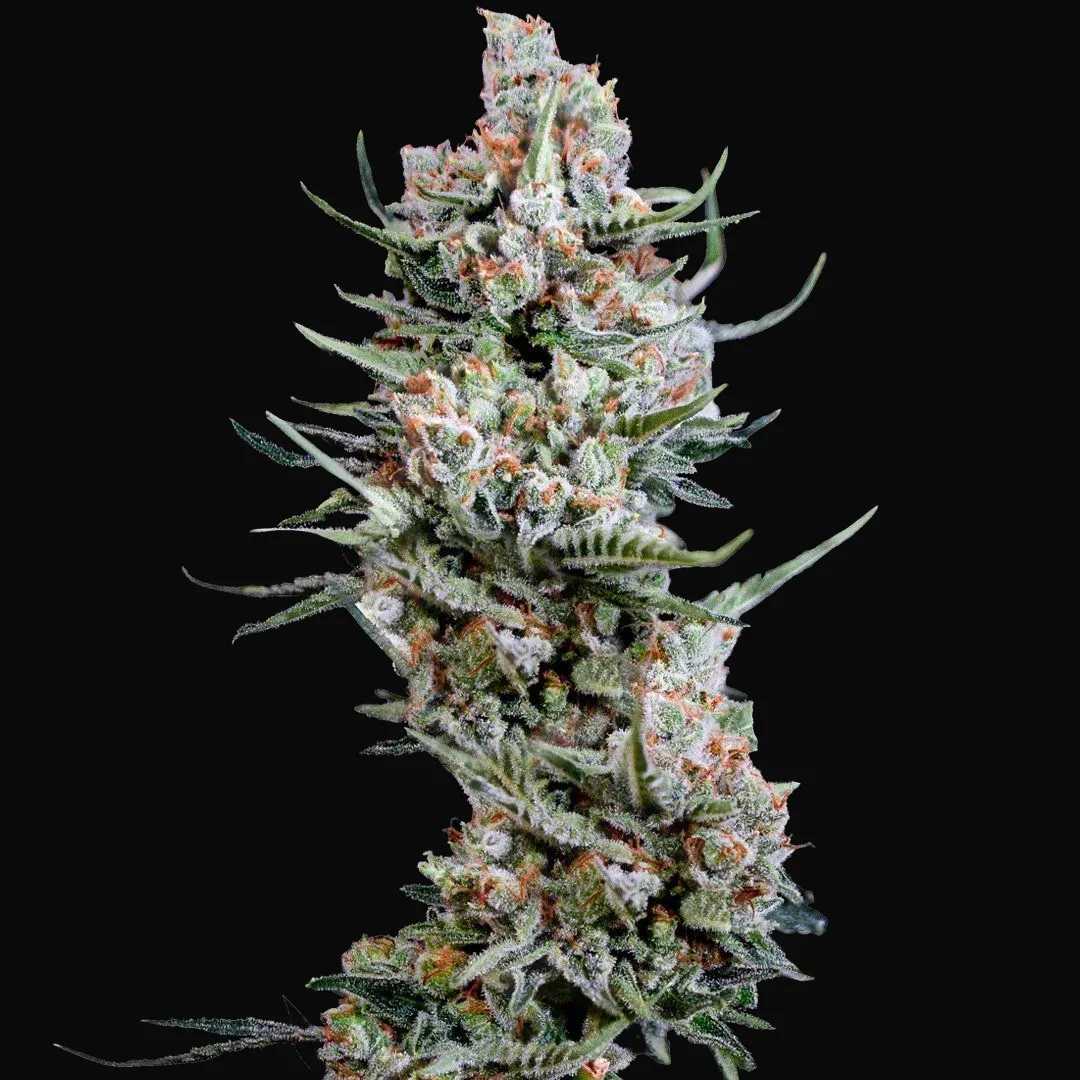 Crystal White