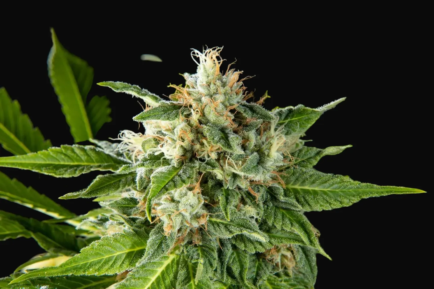 Da Critical