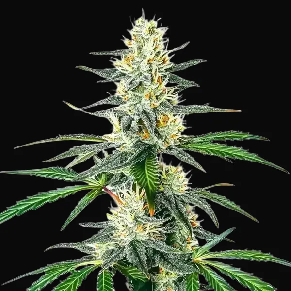 Dama Blanca