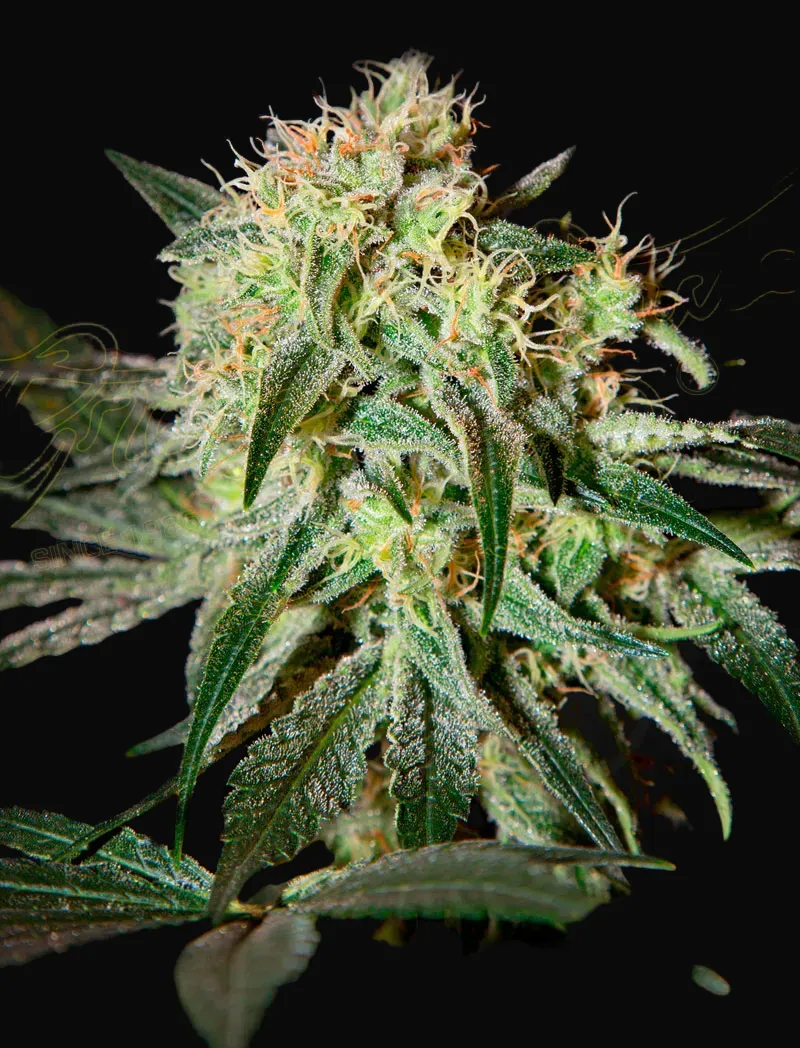 Damn Sour