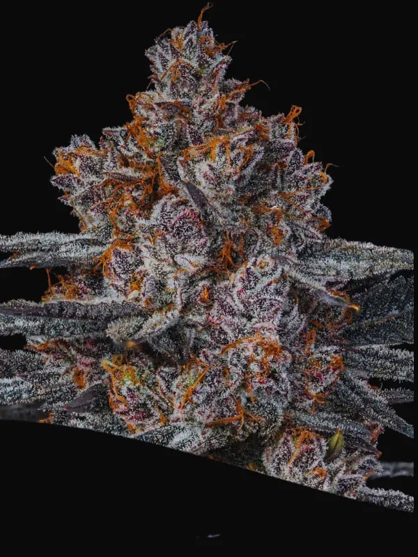 Dankberry