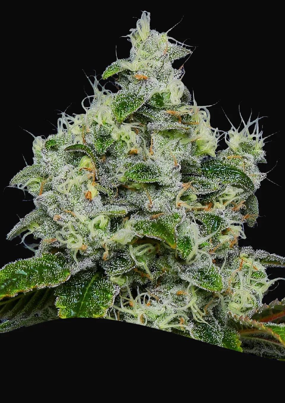 Dankberry Auto