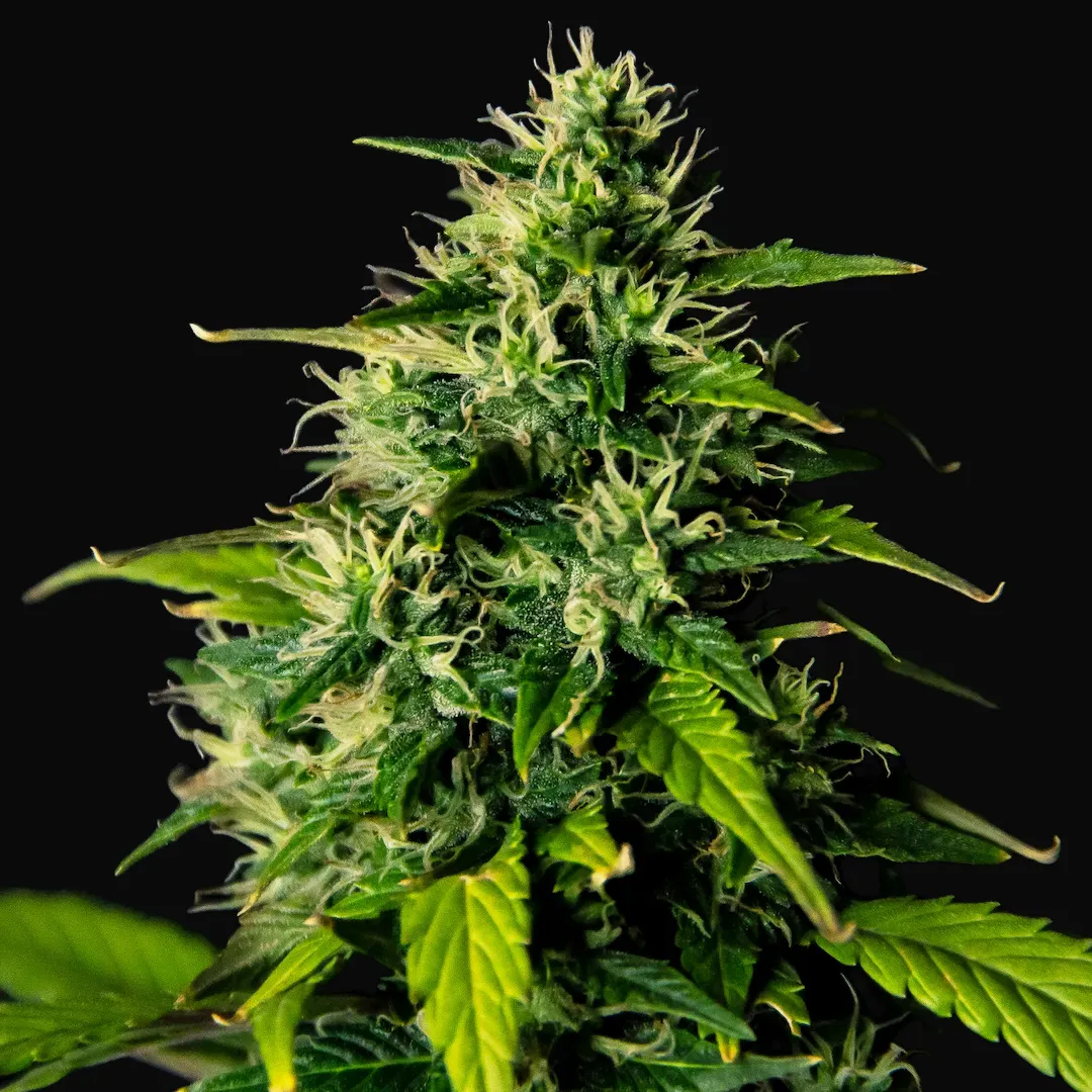 DC Cure 1:1 CBD Auto