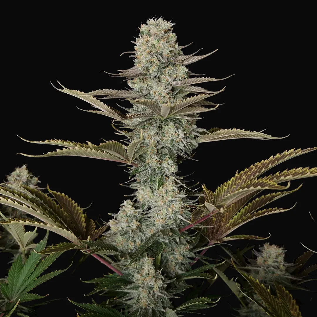 DC Kush