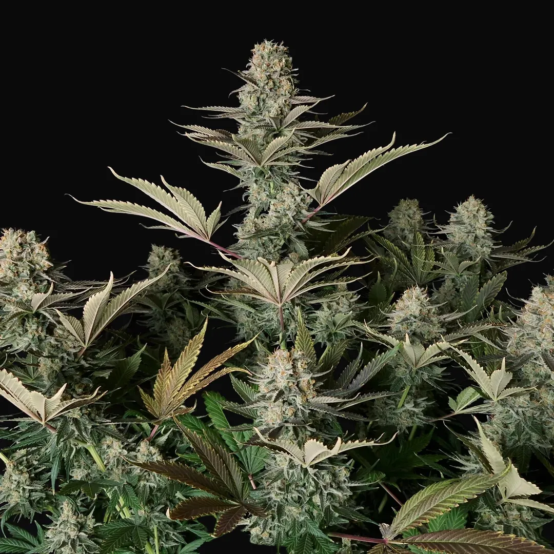 DC Kush Regular