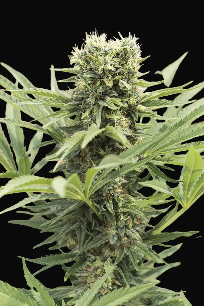Dedoverde Haze