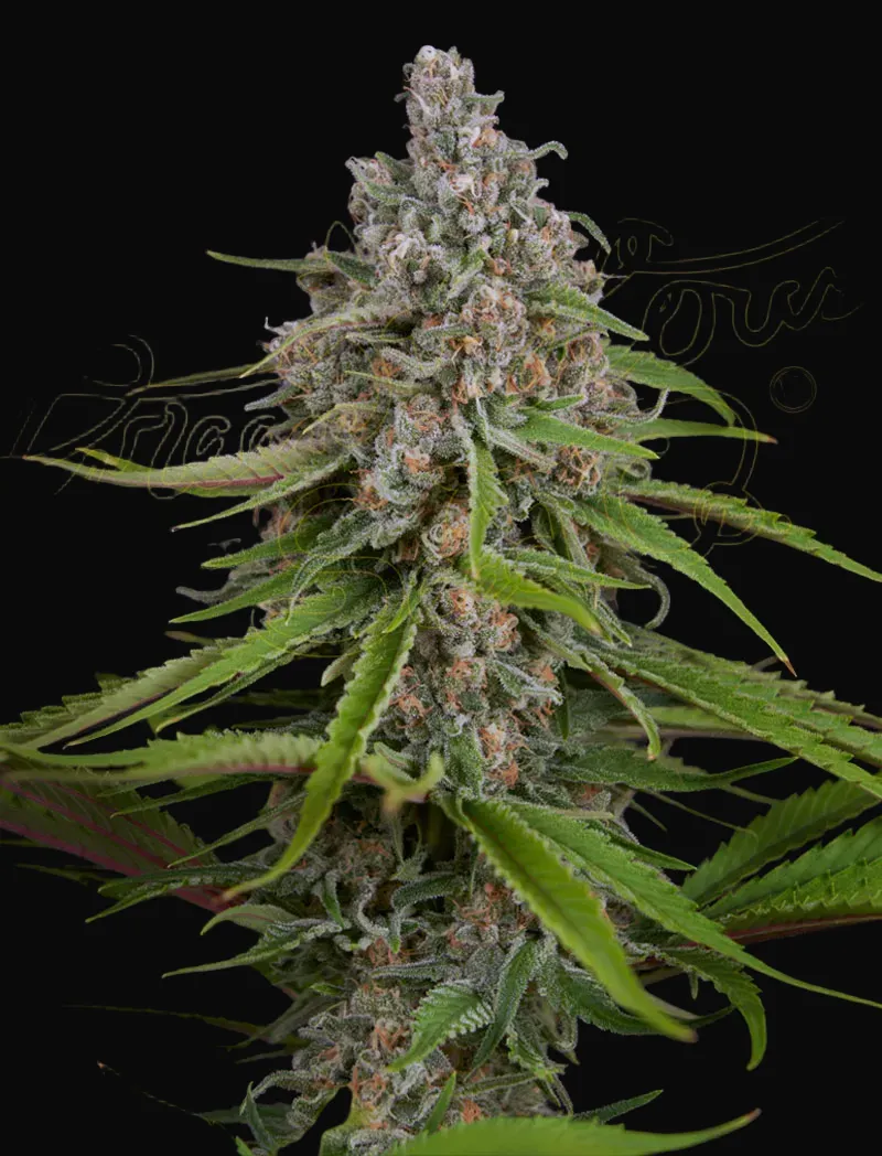 Deep Candy