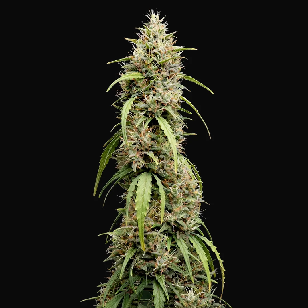 Deepforest Super Auto