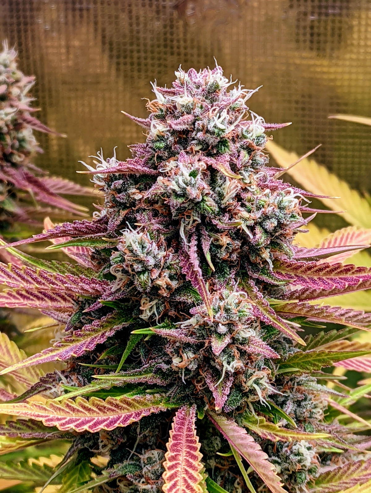 Deez Nuggs Auto
