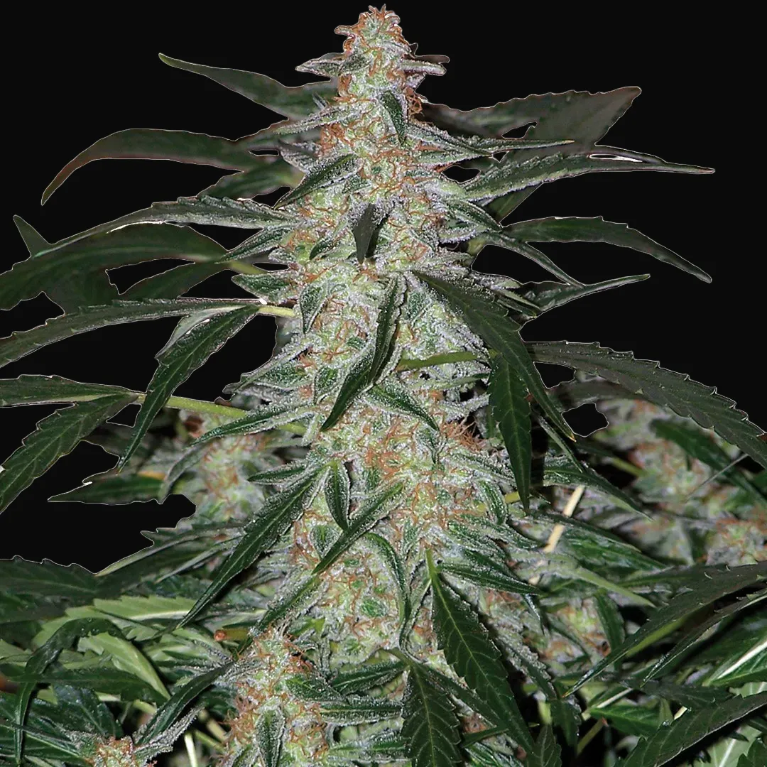 Deimos Auto