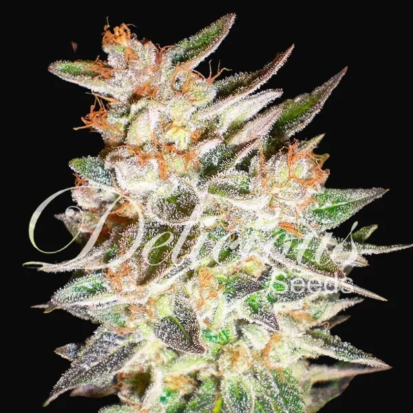 Delicious Candy Auto