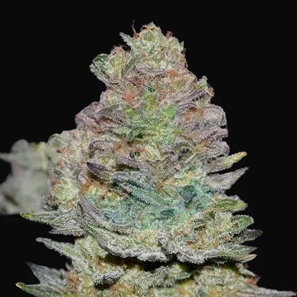 Delicious Cookies Auto