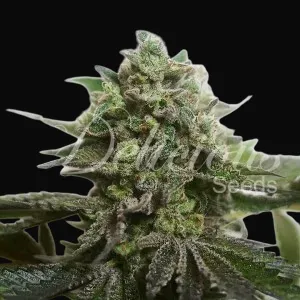 Delimed CBD Plus