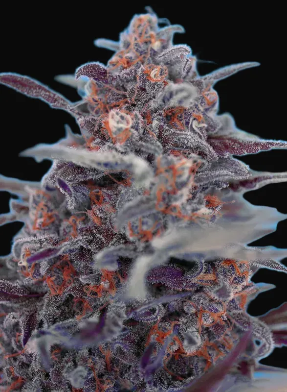 Devil Cream Auto