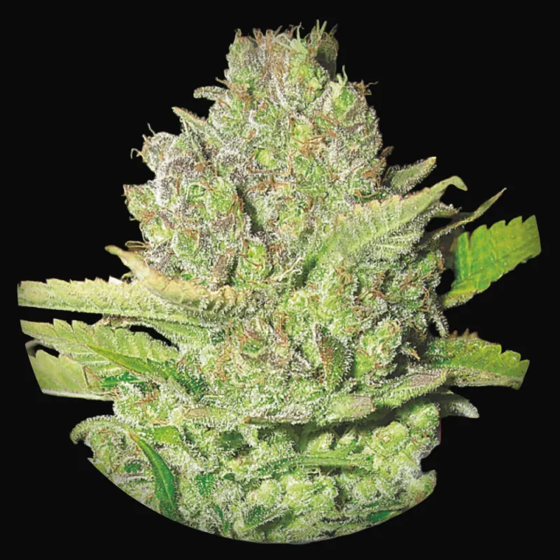 Devil Fruit