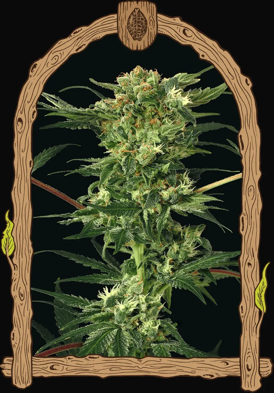 Devil Kush