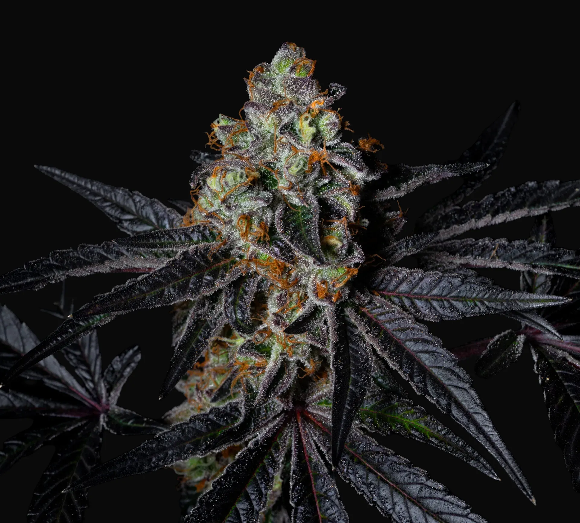 Diamond Dust
